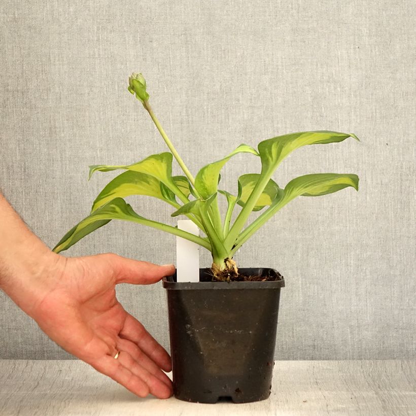 Hosta Pocketful of Sunshine 1.5L/2L pot sample as delivered in summer