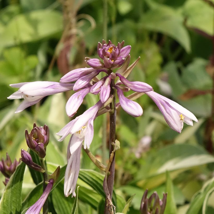 Hosta Praying Hands (Flowering)