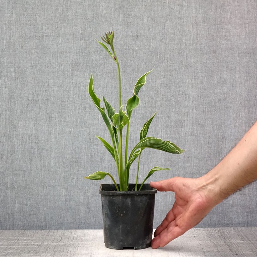 Hosta Praying Hands 1.5L/2L pot sample as delivered in summer