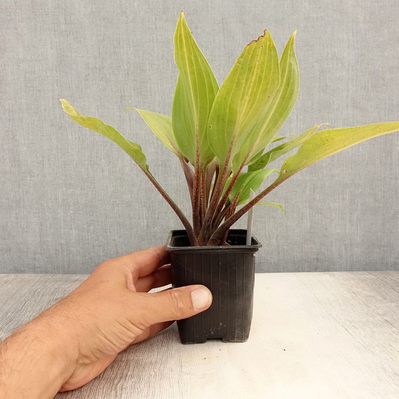 Hosta Purple Heart 8/9 cm pot sample as delivered in summer