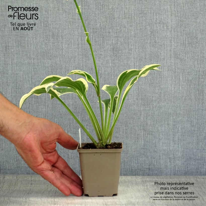 Hosta Queen Josephine 8/9 cm pot sample as delivered in summer