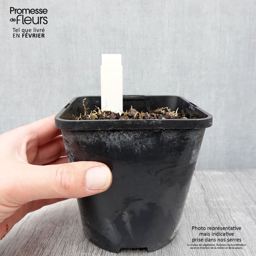 Hosta Rainbows End 1.5L/2L pot sample as delivered in winter