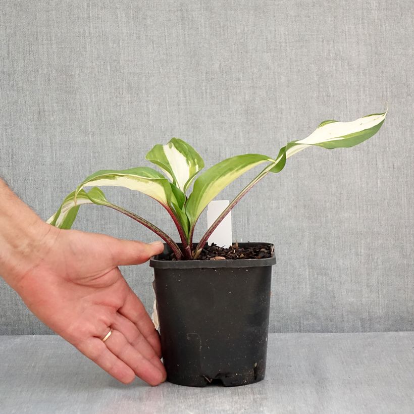 Hosta Raspberry Sundae 1.5L/2L pot sample as delivered in summer