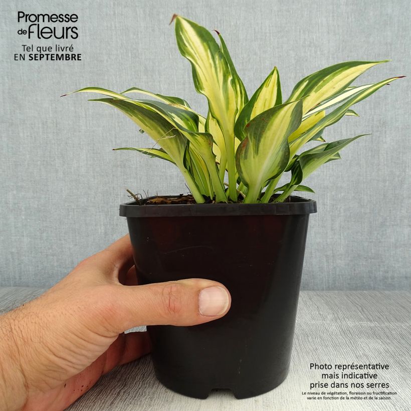 Hosta Remember Me 1.5L/2L pot sample as delivered in summer