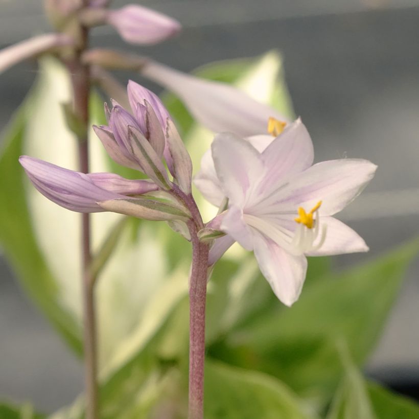 Hosta Revolution (Flowering)
