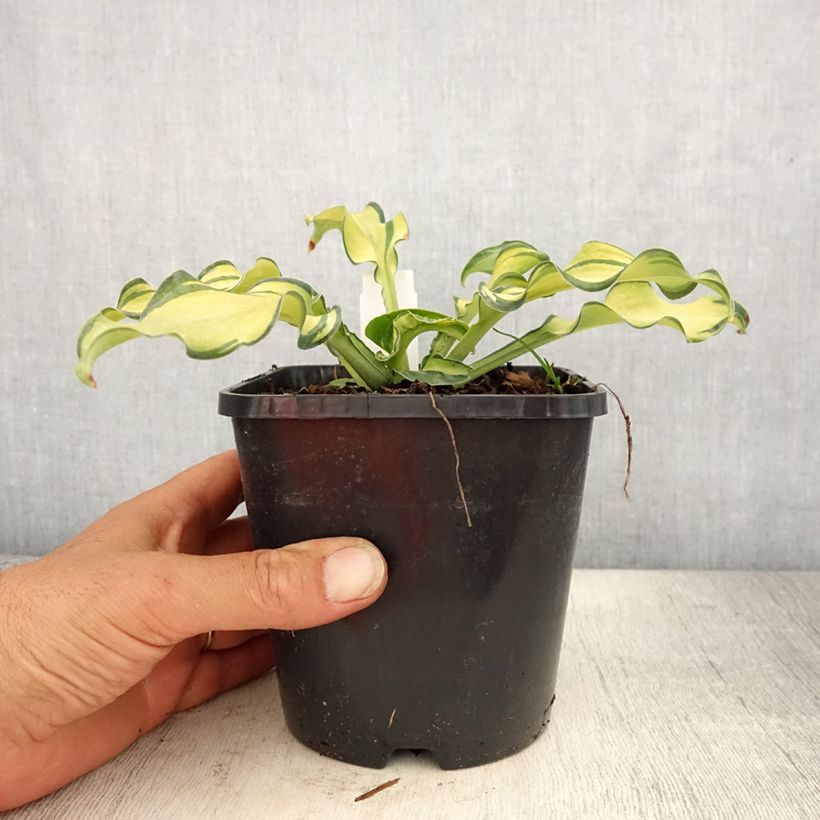 Hosta Ripple Effect 1.5L/2L pot sample as delivered in summer
