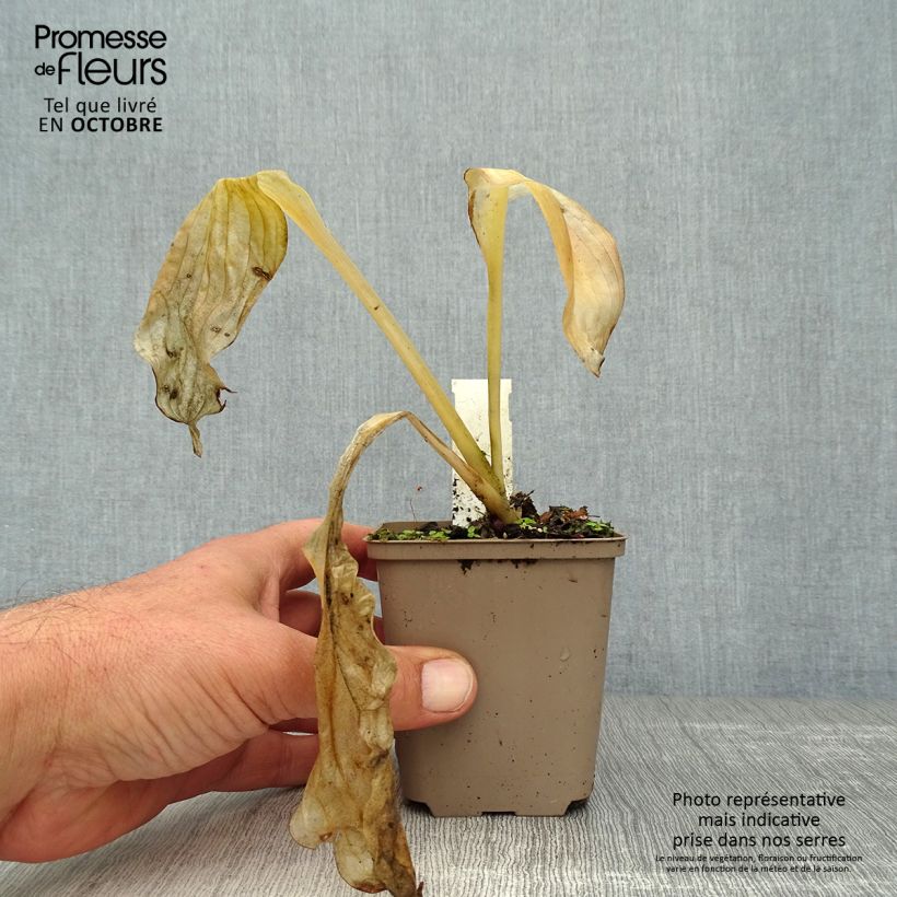 Hosta Royal Standard 8/9 cm pot sample as delivered in autumn