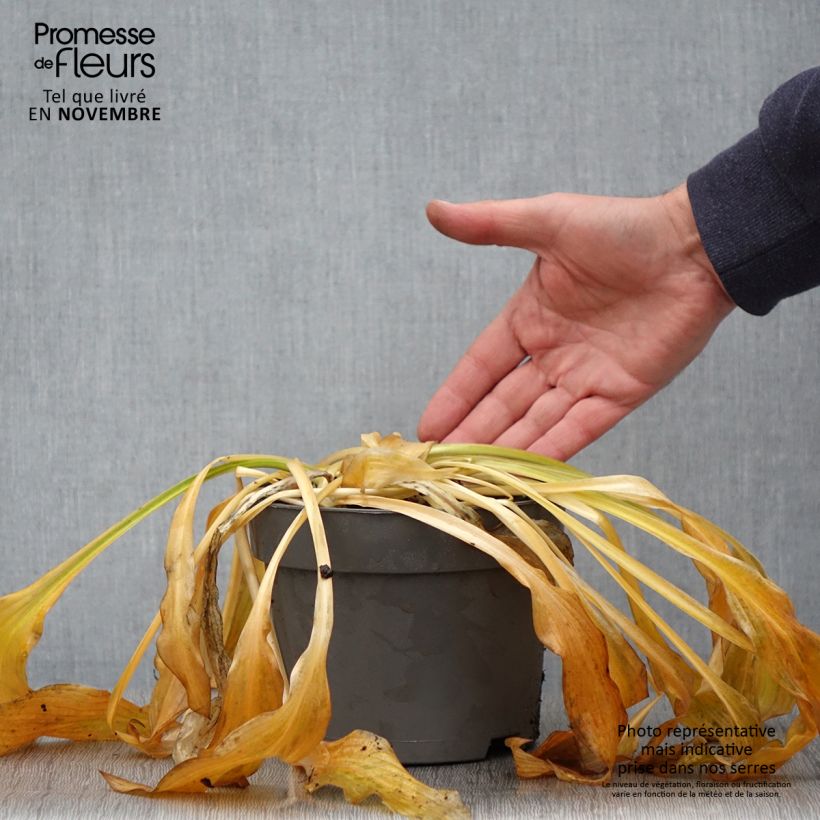 Hosta Royal Standard 2L/3L pot sample as delivered in autumn