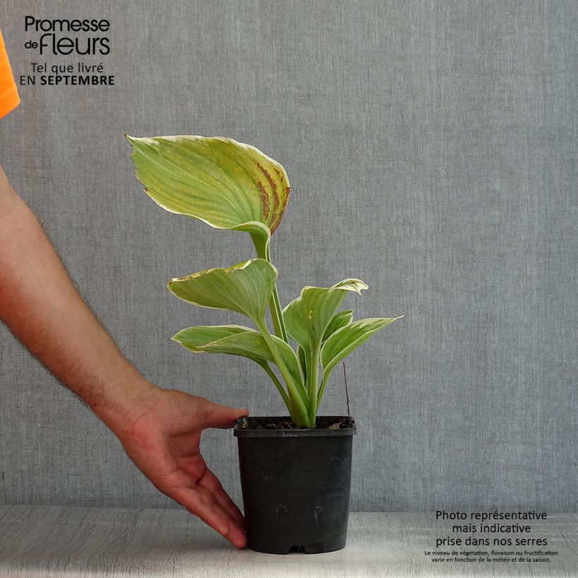 Hosta fluctuans Sagae 1.5L/2L pot sample as delivered in summer