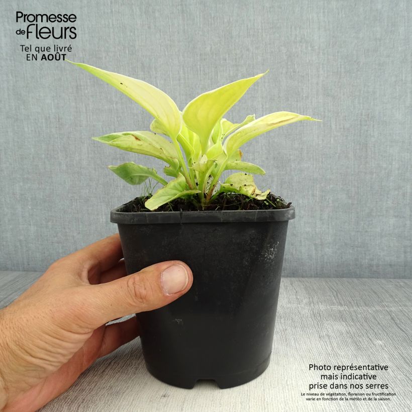 Hosta Saint Elmos Fire 1.5L/2L pot sample as delivered in summer