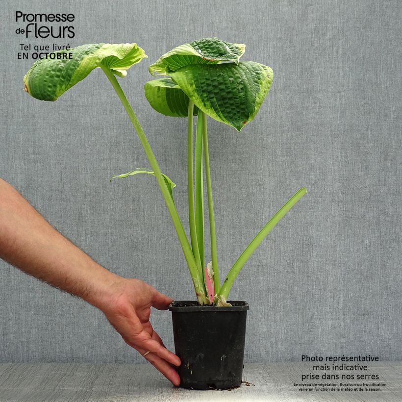 Hosta sieboldiana Frances Williams 2L/3L pot sample as delivered in autumn