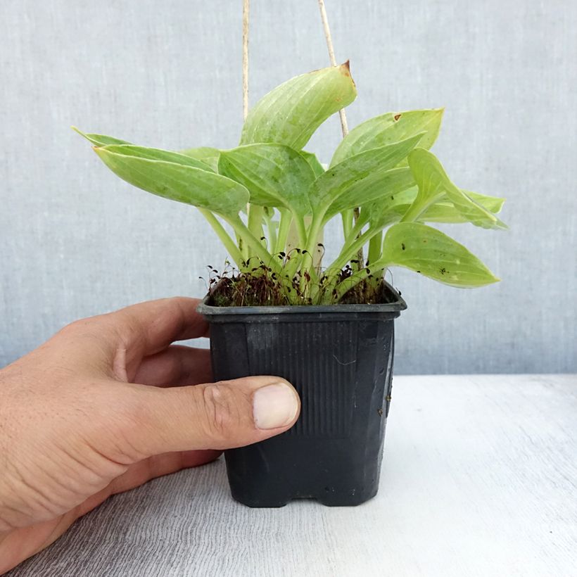 Hosta sieboldiana  8/9 cm pot sample as delivered in summer