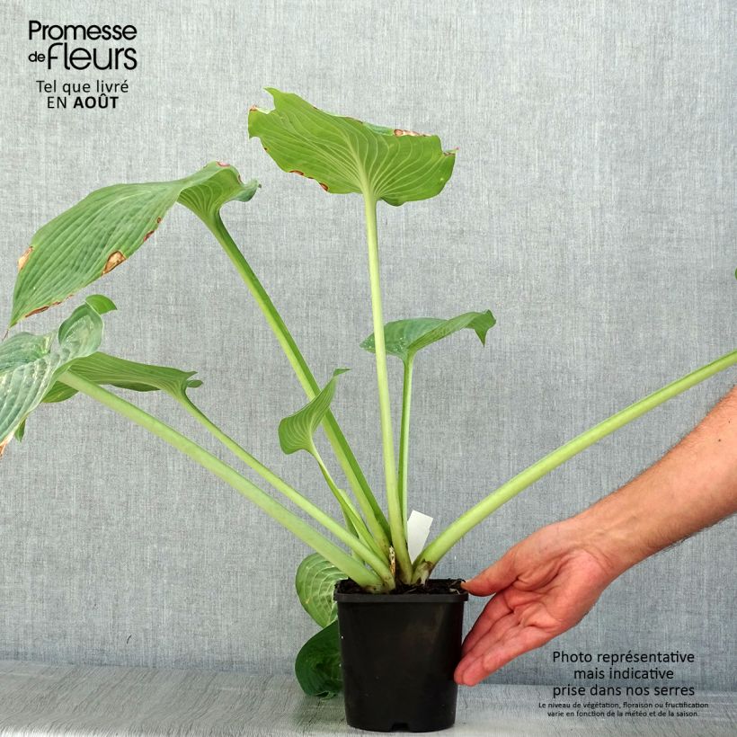 Hosta sieboldiana var. elegans - Plantain Lily 1.5L/2L pot sample as delivered in summer