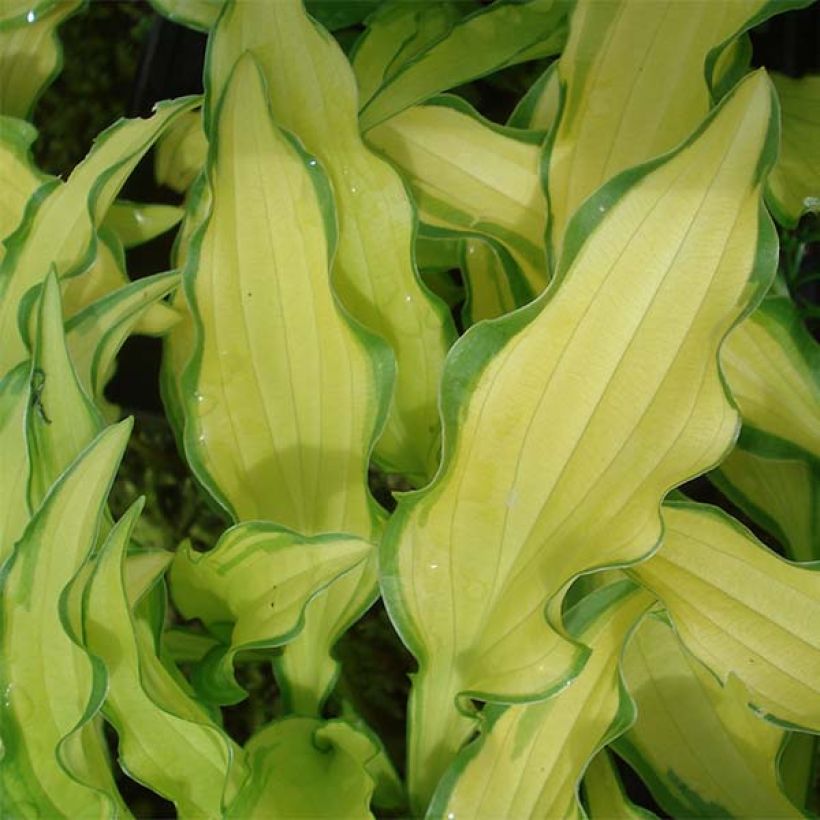 Hosta sieboldii Kabitan (Foliage)