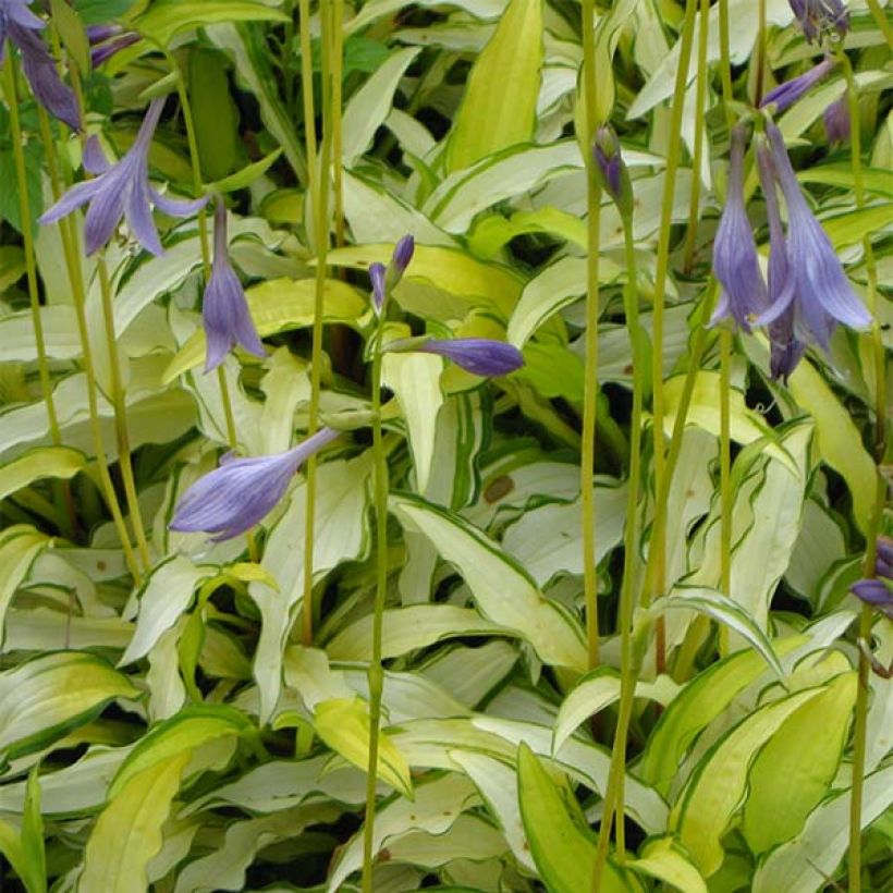 Hosta sieboldii Kabitan (Flowering)