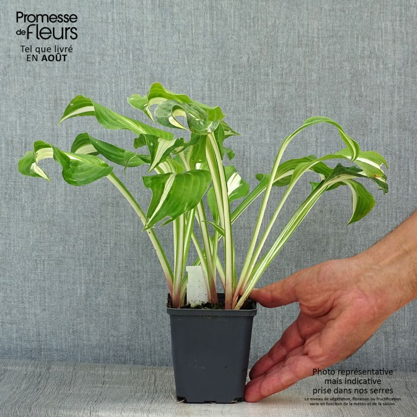 Hosta sieboldii Kabitan 8/9 cm pot sample as delivered in summer