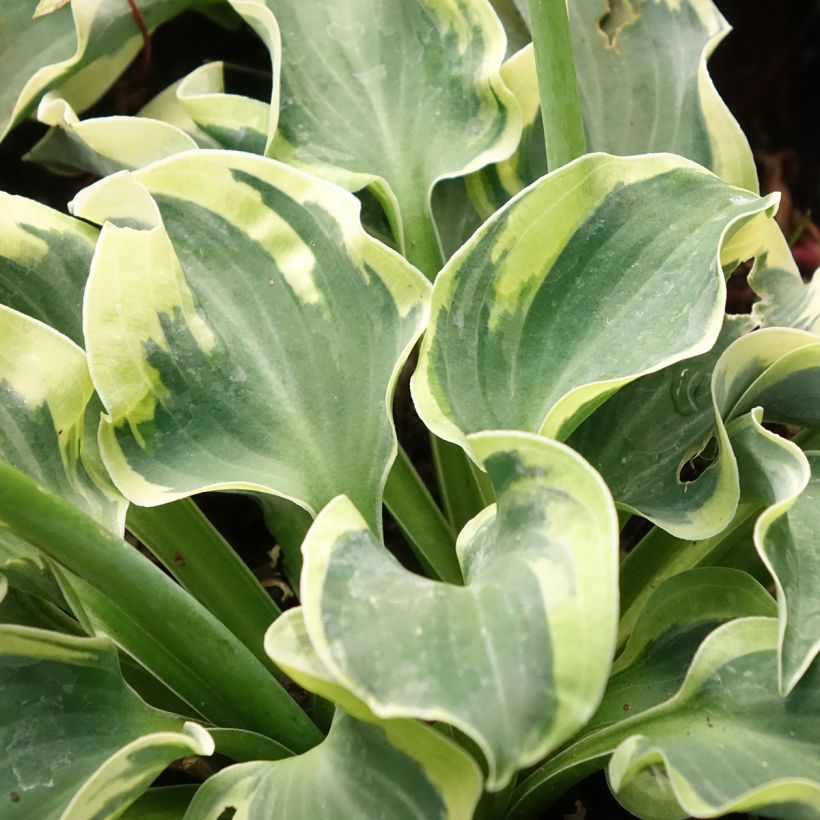 Hosta Smiling Mouse (Foliage)