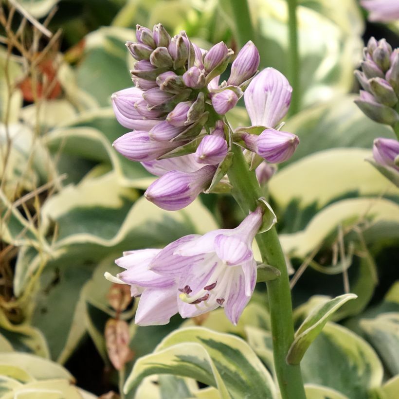 Hosta Smiling Mouse (Flowering)