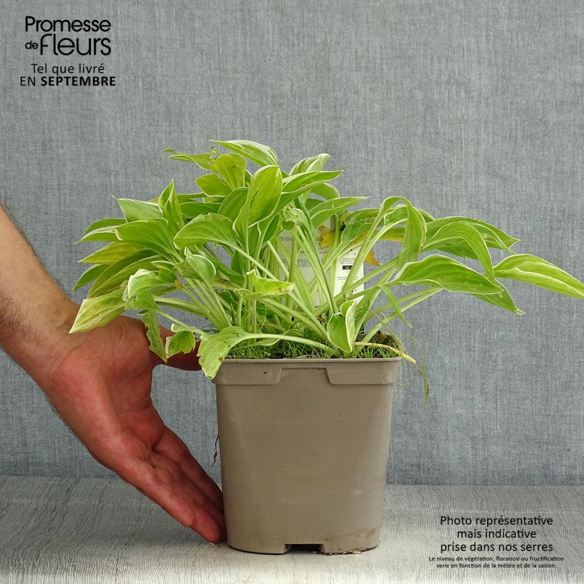 Hosta So Sweet 2L/3L pot sample as delivered in summer