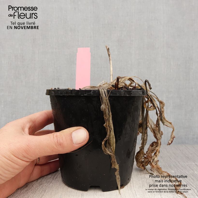 Hosta Spartacus 1.5L/2L pot sample as delivered in autumn