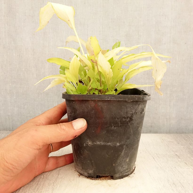 Hosta Spritzer 1.5L/2L pot sample as delivered in summer