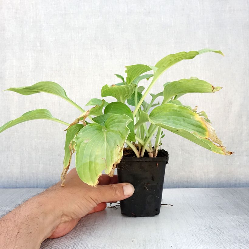 Hosta Striptease 8/9 cm pot sample as delivered in summer