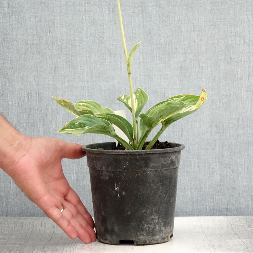 Hosta Striptease 2L/3L pot sample as delivered in summer
