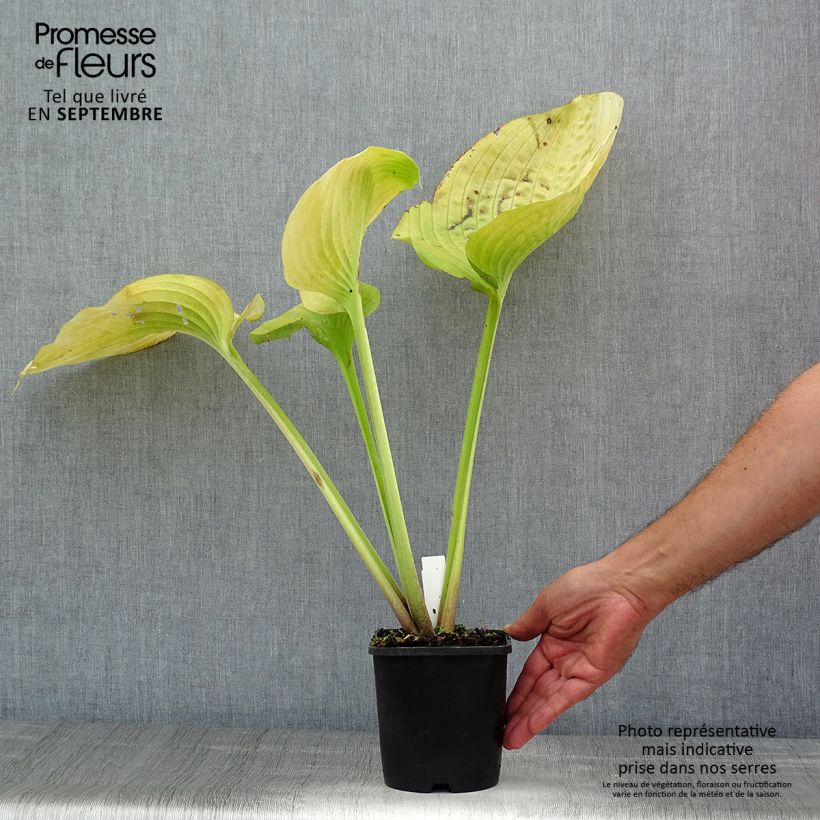 Hosta Sum and Substance 2L/3L pot sample as delivered in summer