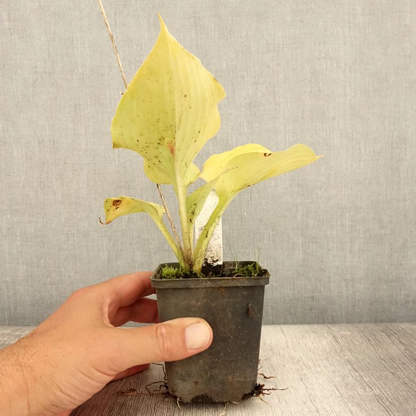 Hosta  Sum of All 8/9 cm pot sample as delivered in summer