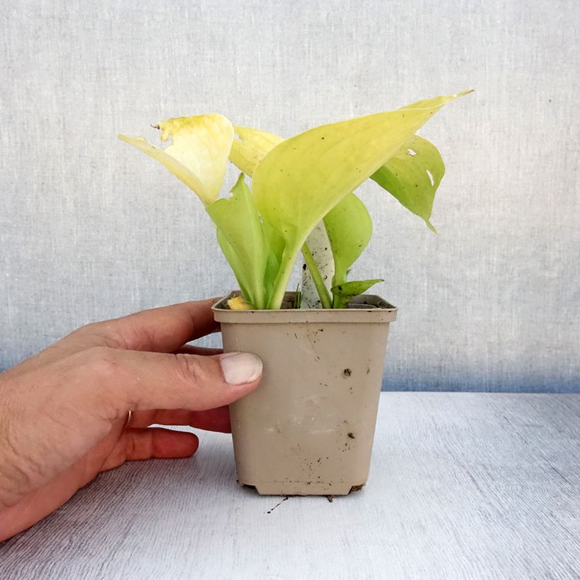 Hosta Summer Breeze 8/9 cm pot sample as delivered in summer