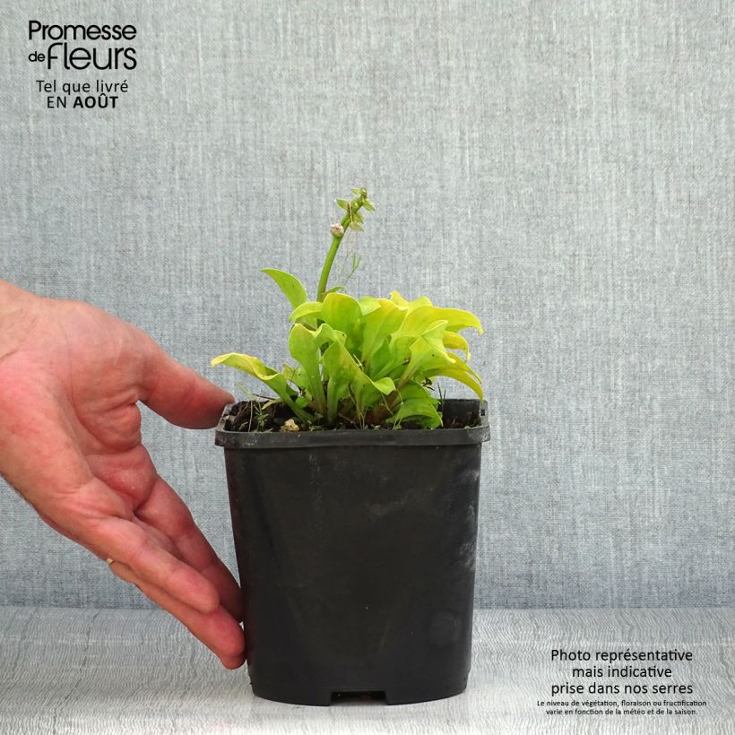 Hosta Sun Mouse 1.5L/2L pot sample as delivered in summer