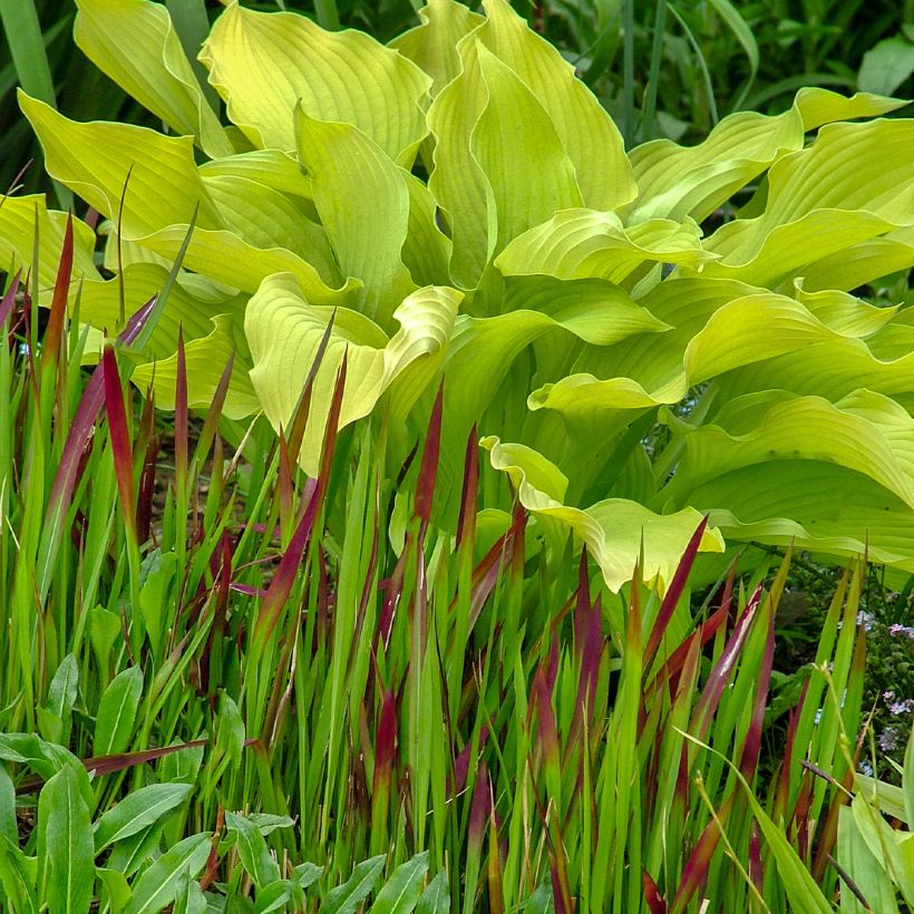 Hosta Sun power (Plant habit)