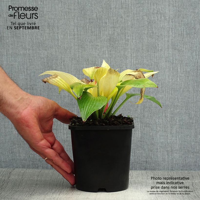 Hosta x tardiana Sunny Halcyon 1.5L/2L pot sample as delivered in summer
