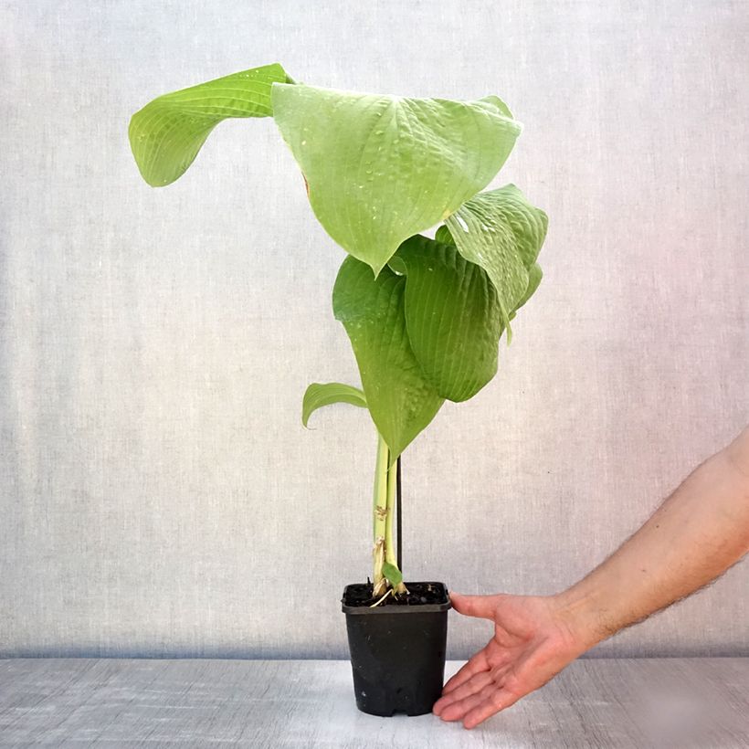 Hosta T Rex 1.5L/2L pot sample as delivered in summer
