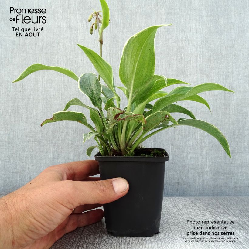 Hosta tardiana El Niño 8/9 cm pot sample as delivered in summer