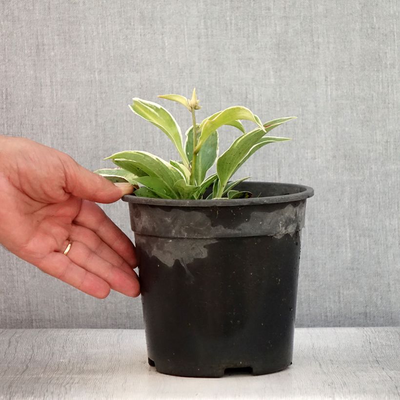 Hosta tardiana El Niño 2L/3L pot sample as delivered in summer