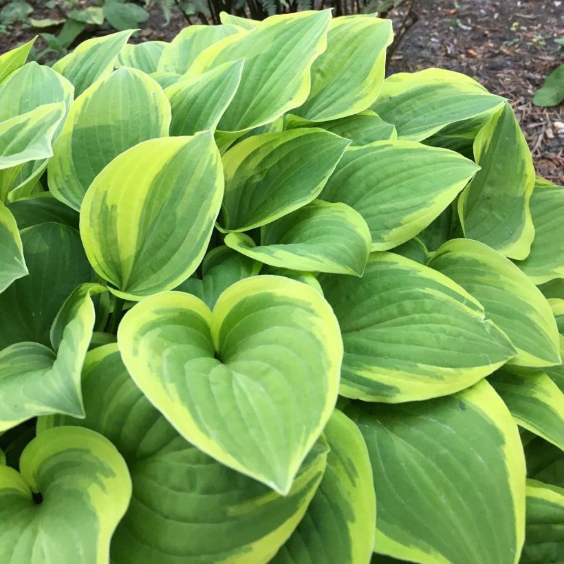 Hosta  The King (Foliage)