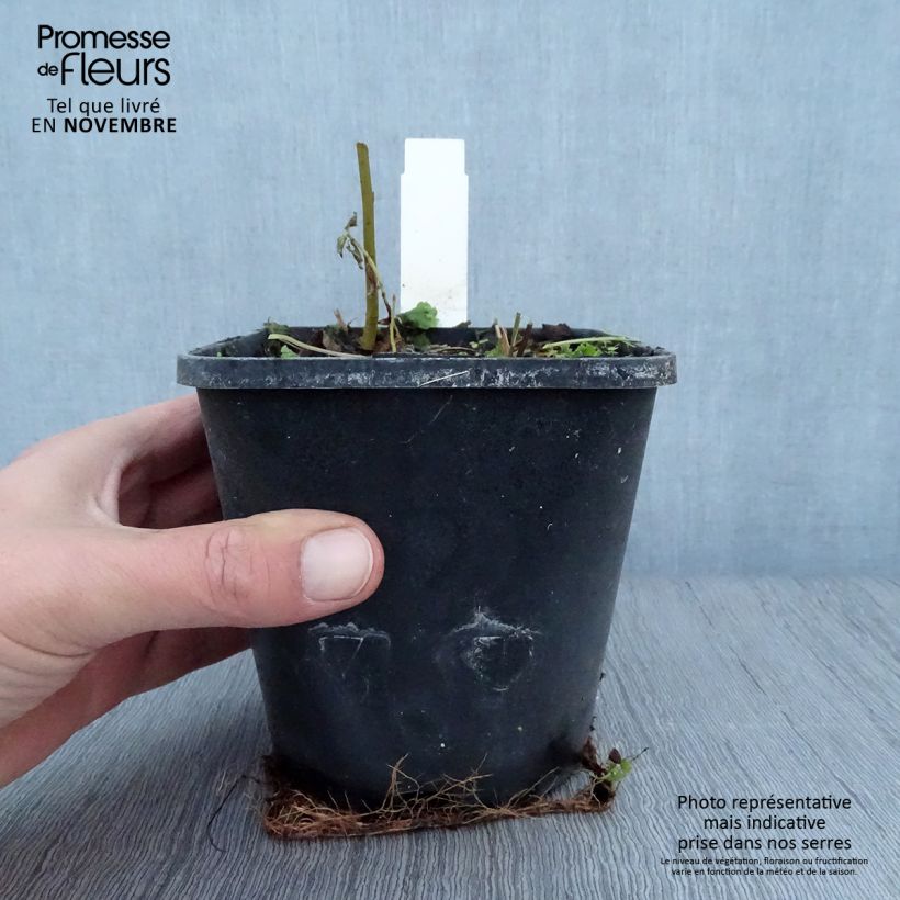Hosta x tardiana Timeless Beauty 1.5L/2L pot sample as delivered in autumn