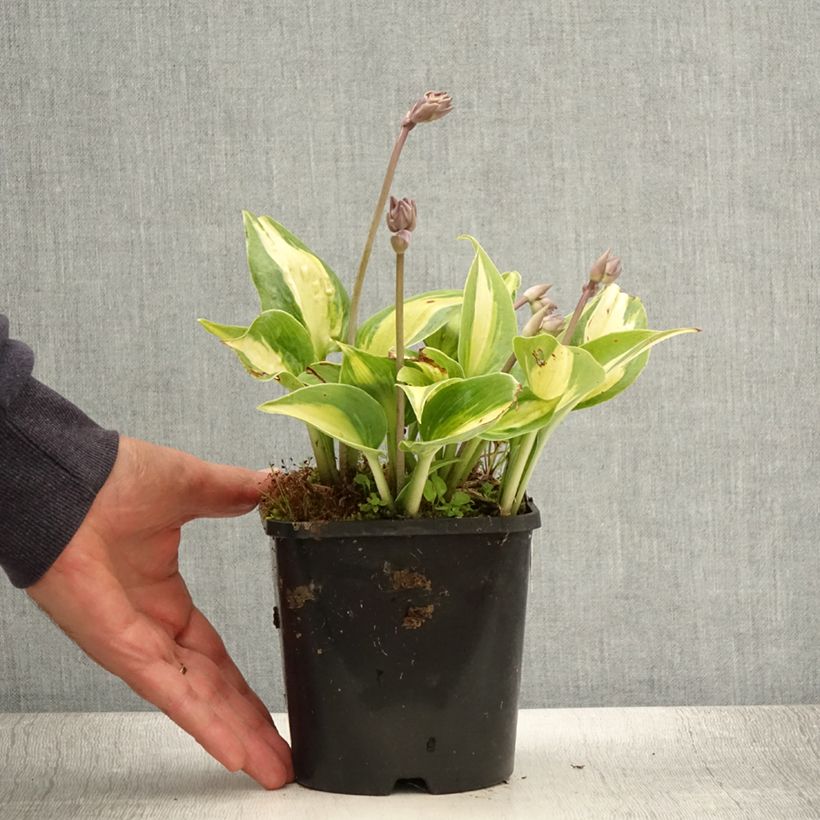 Hosta Touch Of Class 1.5L/2L pot sample as delivered in summer