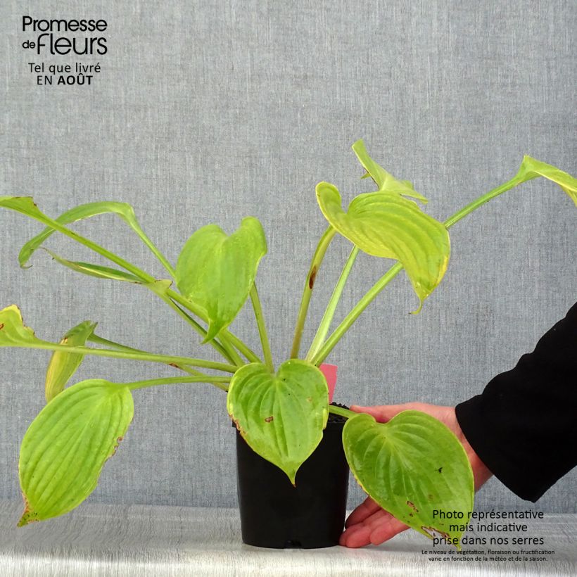 Hosta UFO 1.5L/2L pot sample as delivered in summer