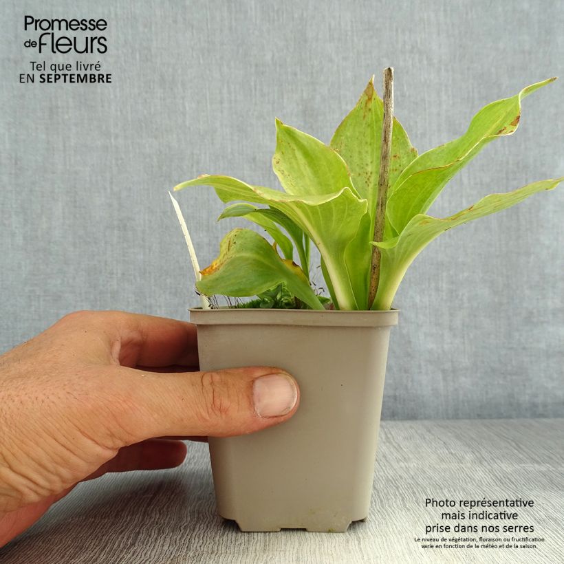 Hosta undulata Erromena 8/9 cm pot sample as delivered in summer