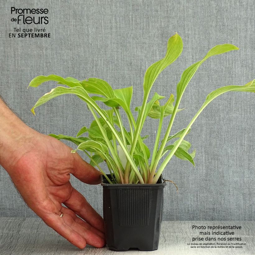 Hosta undulata albomarginata 8/9 cm pot sample as delivered in summer