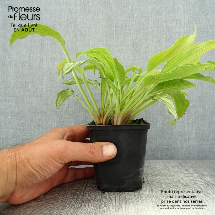 Hosta undulata var. univittata 8/9 cm pot sample as delivered in summer