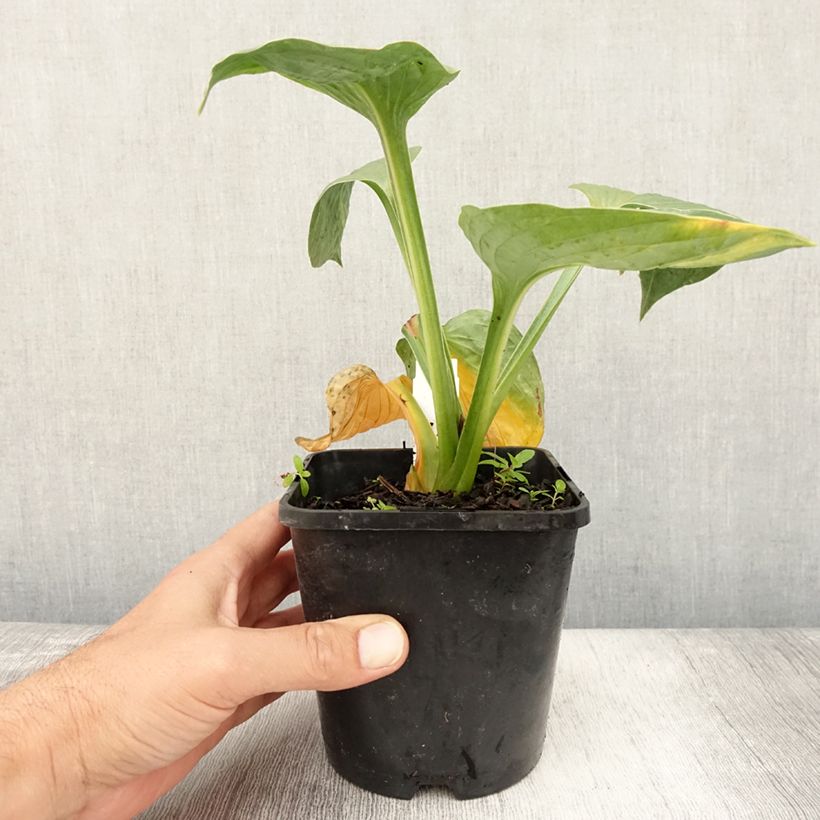 Hosta Victor 1.5L/2L pot sample as delivered in summer