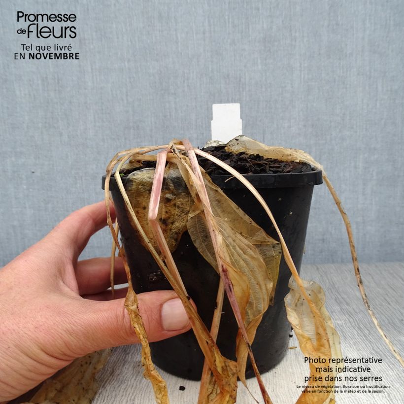 Hosta  Volcano Island 1.5L/2L pot sample as delivered in autumn