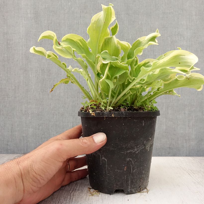 Hosta Wheee! 1.5L/2L pot sample as delivered in summer