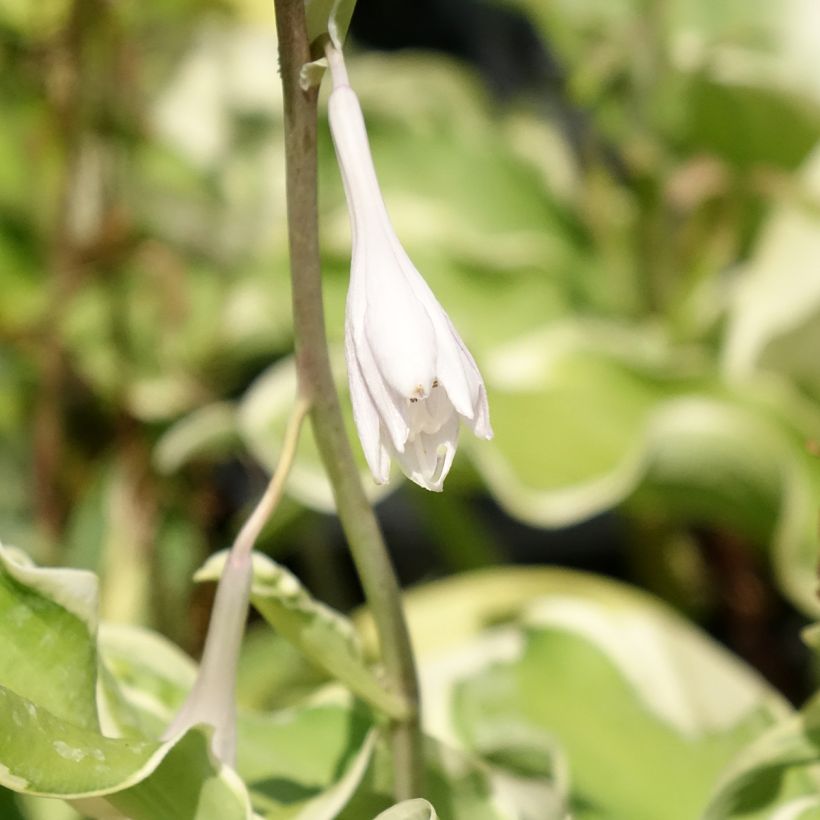 Hosta Wheee! (Flowering)