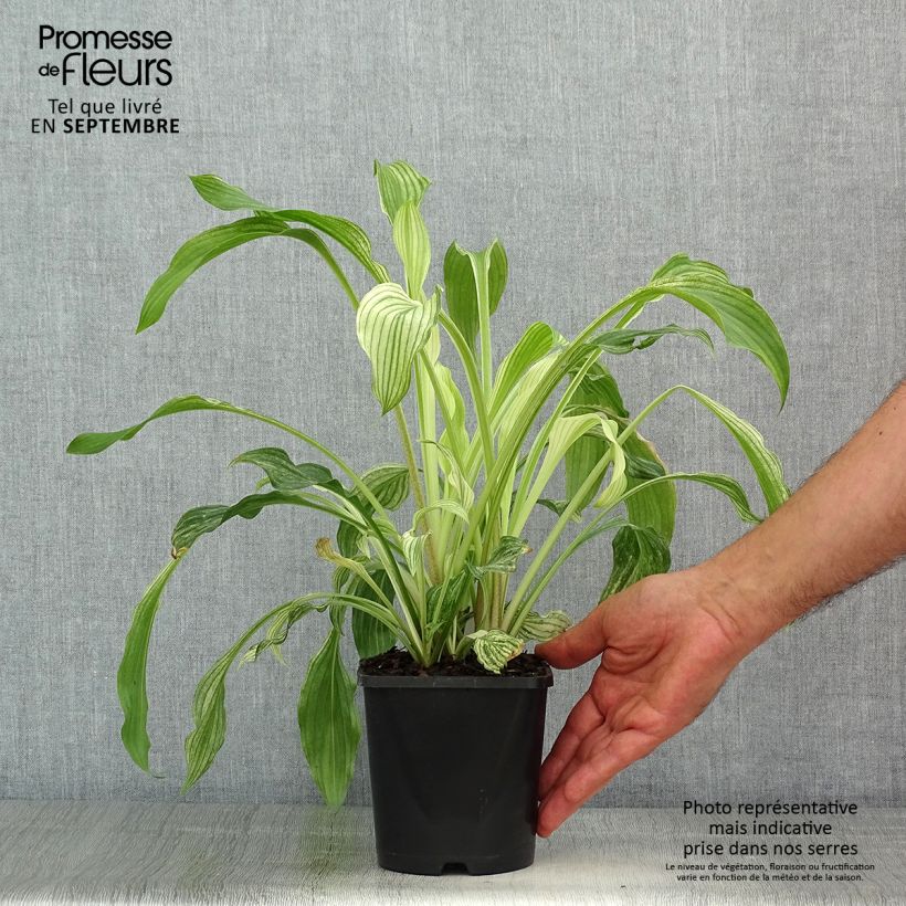 Hosta  White Feather 1.5L/2L pot sample as delivered in summer
