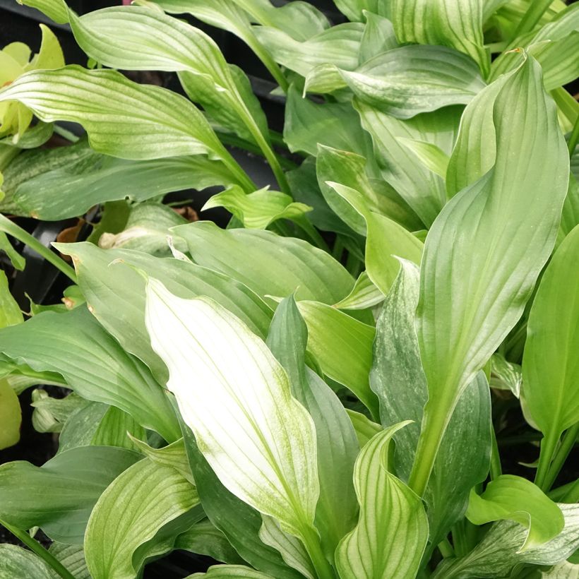 Hosta White Feather (Foliage)