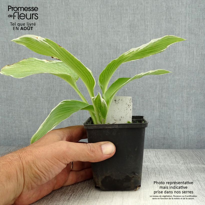 Hosta White On 8/9 cm pot sample as delivered in summer